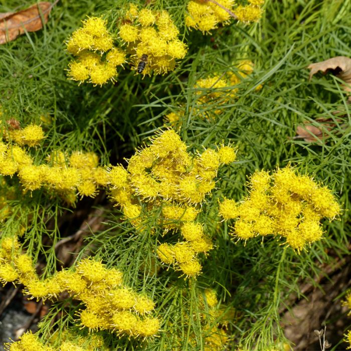 Hauenstein Pflanzenpaket «Sonnenengel» 