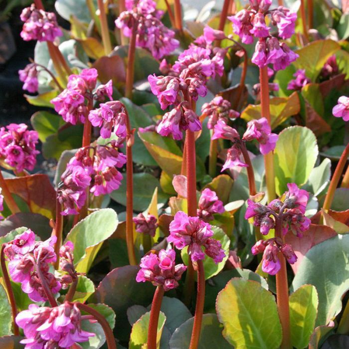 Hauenstein Pflanzenpaket «Spotlight» 