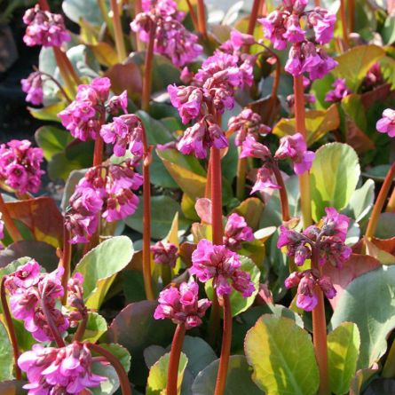 Hauenstein Pflanzenpaket «Spotlight» 